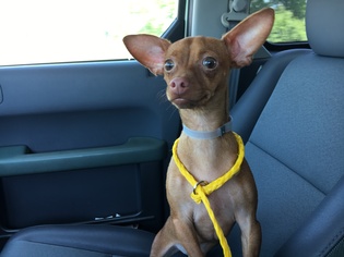 Chiweenie Dogs for adoption in Houston, TX, USA