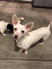 Chiweenie Dogs for adoption in Agoura Hills, CA, USA