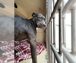 Mutt Dogs for adoption in Oklahoma City, OK, USA