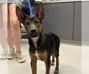 Australian Kelpie-Unknown Mix Dogs for adoption in Washington, DC, USA