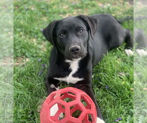 Labrador Retriever-Unknown Mix Dogs for adoption in Fenton, MO, USA