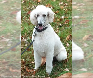 Poodle (Standard) Dogs for adoption in Oak Ridge, TN, USA