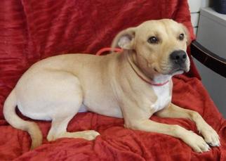 Chiweenie Dogs for adoption in Santa Maria, CA, USA