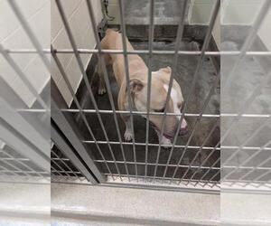 American Pit Bull Terrier-Unknown Mix Dogs for adoption in Upland, CA, USA