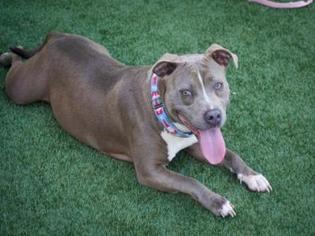 Staffordshire Bull Terrier Dogs for adoption in West Palm Beach, FL, USA
