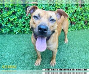 Staffordshire Bull Terrier Dogs for adoption in West Palm Beach, FL, USA