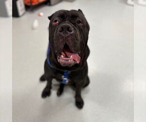 Neapolitan Mastiff-Unknown Mix Dogs for adoption in Boston, MA, USA