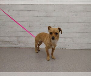 Chihuahua Dogs for adoption in San Bernardino, CA, USA