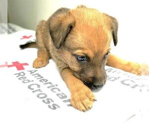 Labrador Retriever-Unknown Mix Dogs for adoption in Houston, TX, USA