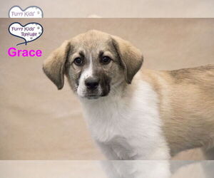 Anatolian Pyrenees Dogs for adoption in Lee's Summit, MO, USA