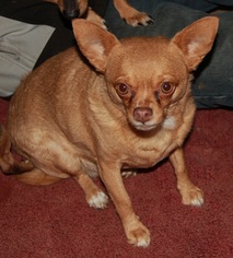 Chihuahua Dogs for adoption in Harrisburg, PA, USA