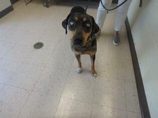 Catahoula Leopard Dog Dogs for adoption in Naples, FL, USA