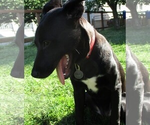 Borador Dogs for adoption in Livonia, MI, USA