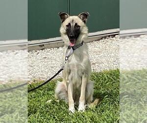 Anatolian Shepherd-Unknown Mix Dogs for adoption in Naples, FL, USA