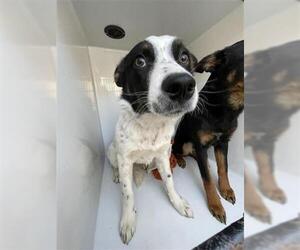 Border Collie-Unknown Mix Dogs for adoption in Houston, TX, USA