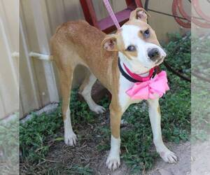 Bogle Dogs for adoption in Bandera, TX, USA