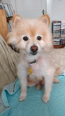 Pomeranian Dogs for adoption in Westminster, MD, USA