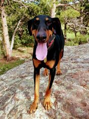 Doberman Pinscher Dogs for adoption in Evergreen, CO, USA