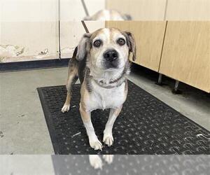 Beagle Dogs for adoption in Camarillo, CA, USA