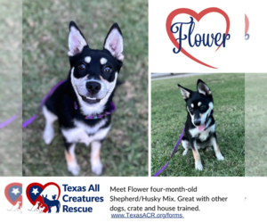 Huskies -Unknown Mix Dogs for adoption in Lillian, TX, USA