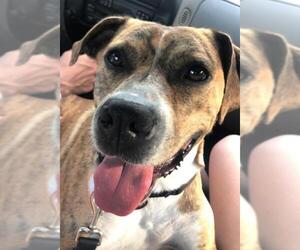 Boxer-Plott Hound Mix Dogs for adoption in Wakefield, RI, USA