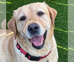 Labrador Retriever Dogs for adoption in San Diego, CA, USA