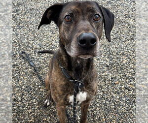 Holland Shepherd-Unknown Mix Dogs for adoption in Palmetto, FL, USA