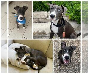 Mutt Dogs for adoption in San Antonio, TX, USA