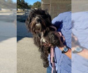 Chihuahua-Tibetan Terrier Mix Dogs for adoption in Pleasanton, TX, USA