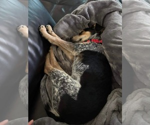 Beagle-Unknown Mix Dogs for adoption in Westwood, NJ, USA