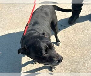 American Staffordshire Terrier-Unknown Mix Dogs for adoption in Houston, TX, USA