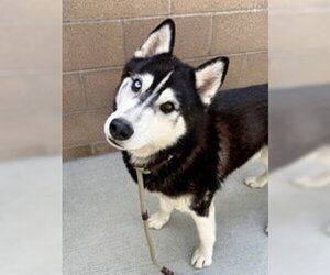 Siberian Husky Dogs for adoption in Salinas, CA, USA