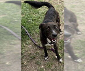 Mutt Dogs for adoption in San Antonio, TX, USA