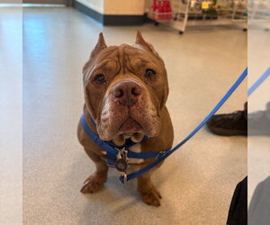 American Bulldog Dogs for adoption in Boston, MA, USA