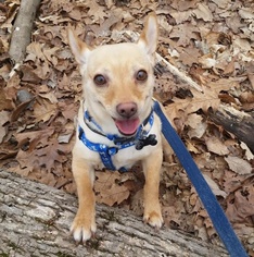 Medium Photo #1 Chihuahua Puppy For Sale in Cincinnati, OH, USA