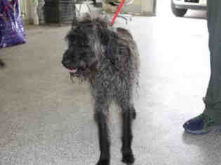 Labradoodle Dogs for adoption in Plano, TX, USA