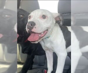 American Staffordshire Terrier Dogs for adoption in Oakland Park, FL, USA