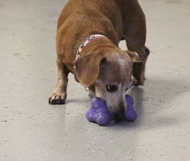 Dachshund Dogs for adoption in Phoenix , AZ, USA