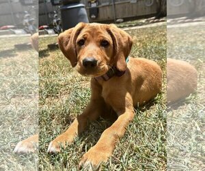 Labrador Retriever-Unknown Mix Dogs for adoption in Fort Worth, TX, USA