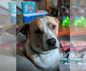 Collie-Labrador Retriever Mix Dogs for adoption in SHERBURNE, NY, USA