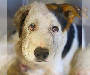 Mutt Dogs for adoption in San Antonio, TX, USA