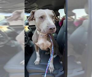 Staffordshire Bull Terrier Dogs for adoption in Houston, TX, USA