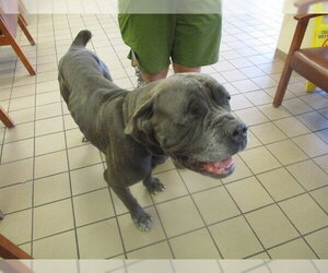 Mutt Dogs for adoption in Ocala, FL, USA