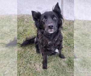 Border Collie-Unknown Mix Dogs for adoption in Bakersfield, CA, USA