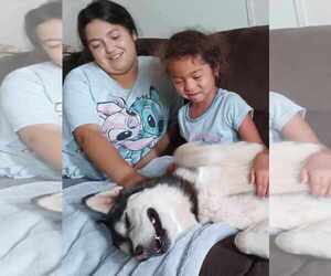 Siberian Husky Dogs for adoption in Peralta, NM, USA