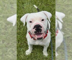 American Staffordshire Terrier-Unknown Mix Dogs for adoption in Fort Lauderdale, FL, USA