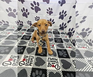 Chipin Dogs for adoption in Metairie, LA, USA