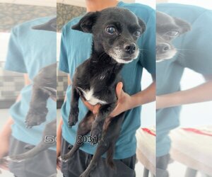 Chihuahua-Unknown Mix Dogs for adoption in Chico, CA, USA