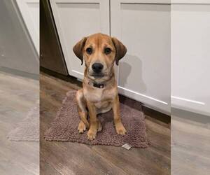 Labrador Retriever-Unknown Mix Dogs for adoption in Palatine/Kildeer/Buffalo grove, IL, USA