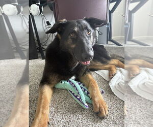 German Shepherd Dog-Unknown Mix Dogs for adoption in O'Fallon, MO, USA